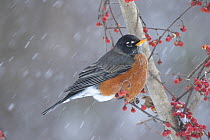 American robin (Turdus migratorius) perched on branch in snow storm, Milford, Connecticut, USA. January.