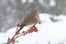 Mourning dove (Zenaida macroura) perched on branch in snow, Milford, Connecticut, USA. January.