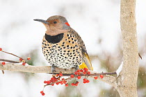 Northern flicker (Colaptes auratus luteus), yellow-colour form, perched on branch in snow, Milford, Connecticut, USA. January.