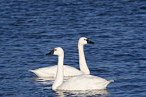 Two Tundra swans (Cygnus columbianus) swimming in river tributary to Chesapeake Bay,  a key wintering grounds for Tundra swans, Annapolis, Maryland, USA. February.