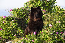 Chow chow, black, smooth-haired variety, sitting among wild roses on seaside cliffs, Pemaquid Point, Maine, USA. June.