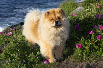 Chow chow standing among wild roses on seaside cliffs, Pemaquid Point, Maine, USA. June.