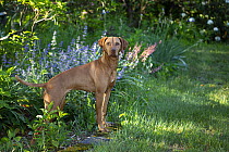 Hungarian vizsla standing in garden among summer flowers, Haddam, Connecticut, USA. June.