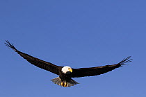 Bald eagle (Haliaeetus leucocephalus) in flight, Homer, Alaska, USA. April.