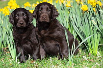 Two Flat-coated retriever puppies sitting next to Spring daffodils, portrait, Connecticut, USA. April.