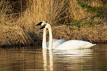 Trumpeter swans (Cygnus buccinator) pair, side by side on pond, Homer, Alaska, USA. April.