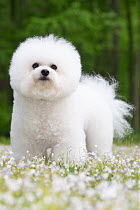 Bichon frisedog  standing among spring flowers, portrait, Connecticut, USA. May.