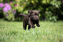 Chocolate Labrador retriever puppy running on garden lawn, Rhode Island, USA. May.