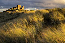Bamburgh Castle surrounded by Marram grass (Ammophila arenaria) on sand dunes at sunset, Bamburgh, Northumberland, UK. October.