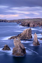 Sea stacks at Mangurstadh Beach, Isle of Lewis and Harris, Outer Hebrides, Scotland, UK, Atlantic Ocean. November.