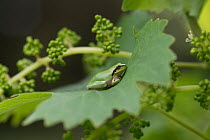 European tree frog (Rana meridionalis) resting on vine (Vitis vinifera) leaf.  Camargue, Provence-Alpes-Cotes-d'Azur, France. May