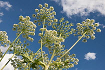Common hogweed (Heracleum sphondylium) flower heads.  Provence-Alpes-Cotes-d'Azur, France. July.