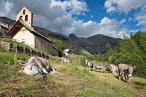 Donkeys (Equus asinus) grazing at Fouillouse hamlet, birthplace of Abbe Pierre family.  Provence-Alpes-Cotes-d'Azur, France. July.