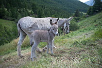 Donkey (Equus asinus), female and young, used for tourist rides at Fouillouse hamlet, birth place of Abbe Pierre family.  Provence-Alpes-Cotes-d'Azur, France. July.