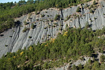 Ravined grey marls in European larch (Larix decidua) forest.  Auvergne-Rhone-Alpes, Provence, France. October.
