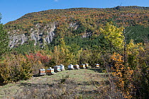 Mountain bee hives in clearing.  Auvergne-Rhone-Alpes, Provence, France. October.