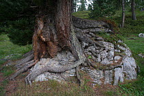 Old European larch (Larix decidua) trunk and roots growing over rock.  Provence-Alpes-Cotes-d'Azur, France. July.
