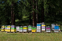 Mountain bee hives in front of European larch (Larix decidua) forest.  Provence-Alpes-Cotes-d'Azur, France. July.