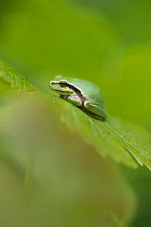 European tree frog (Rana meridionalis) resting on vine (Vitis vinifera) leaf.  Camargue, Provence-Alpes-Cotes-d'Azur, France. May.