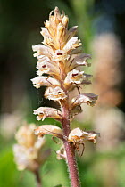 Ox-tongue broomrape (Orobanche picridis), red list species, in flower.  Provence-Alpes-Cotes-d'Azur, France. May.
