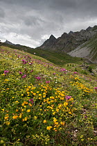 Wildflower meadow, containing great flower diversity (includin Pedicularis, Trifolium, Lotus), at 2000 metres. Provence-Alpes-Cotes-d'Azur, France. July.