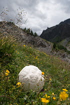 Giant puffball (Langermannia gigantea) in high altitude wildflower meadow.  Provence-Alpes-Cotes-d'Azur, France. July.