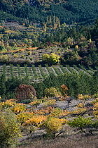 Rural mosaic landscape of various crops including apricot (Prunus armeniaca) and olive (Olea europaea) trees .  Auvergne-Rhone-Alpes, Provence, France. October.