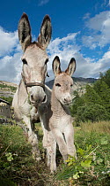 Donkey (Equus asinus) female and young, used for tourist rides at Fouillouse hamlet, birthplace of Abbe Pierre family.  Provence-Alpes-Cotes-d'Azur, France. July.