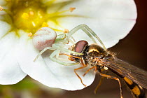 Flower crab spider (Misumena vatia) with Hoverfly (Syrphidae) prey on Saxifrage (Saxifraga sp.) flower, Bristol, UK. March.