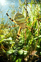 Wasp spider (Argiope bruennichi) on web in grass, Bristol, UK. August.
