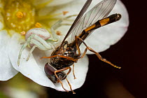 Flower crab spider (Misumena vatia) with Hoverfly (Syrphidae) prey on Saxifrage (Saxifraga sp.) flower, Bristol, UK. March.
