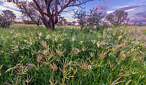 Feather finger grass (Chloris virgata) growing in abundance on grassland after monsoon rain at dawn, Buenos Aires National Wildlife Refuge, Arizona, USA. August.