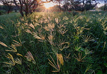 Feather finger grass (Chloris virgata) growing in abundance on grassland after monsoon rain at sunrise, Buenos Aires National Wildlife Refuge, Arizona, USA. August.