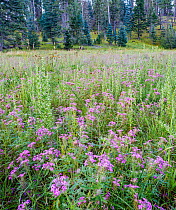 Wild geranuim (Geranium maculatum) in flower in meadow after monsoon rains, with Spruce (Picea sp.) forest in background, Coronado National Forest, Arizona, USA. August.