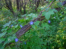 Lancehair morning glory (Ipomoea pubescens) in flower across the mesquite forest floor after monsoon rain, Catalina State Park, Arizona, USA. September.