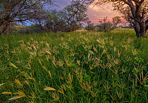 Feather finger grass (Chloris virgata) growing in abundance after heavy monsoon rain on grassland at sunset, Buenos Aires National Wildlife  Refuge, Arizona, USA. August, 2022.