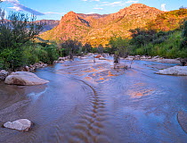 Sutherland wash / arroyo flowing after monsoon storm at sunset with Santa Catalina Mountains in background, Catalina Stat Park, Arizona, USA. August, 2022.
