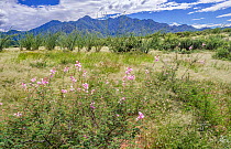 Flowering Mimosas (Mimosa dysocarpa) and Ocotillo (Fouquieria splendens) on grassland after record rainfall with Santa Rita Mountains in background, Coronado National Forest, Arizona, USA. September,...