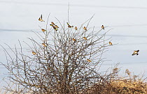 Flock of European goldfinches (Carduelis carduelis) flying to and perching on a bare hawthorn bush, Druridge Bay, Northumberland, England, UK, January.