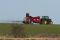 Farmer muck spreading with tractor on rich pasture, a main feeding area for migrant geese, near Lindisfarne National Nature Reserve, Northumberland, England, UK, February.