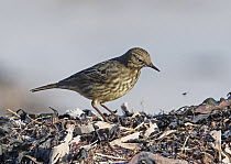Rock pipit (Anthus petrosus) hunting insects on seaweed at tideline on beach, Low Newton, Northumberland, England, UK, February.