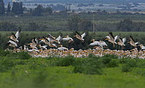 Great white pelicans (Pelecanus onocrotalus) taking off from flock in kibbutz fields, after resting on their migration north, K'Far Ruppin, Jordan Valley, Israel.