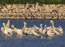 Great white pelican (Pelecanus onocrotalus) flock preening in a kibbutz fishpond before starting to feed,whilst resting overnight on migration, K'Far Ruppin kibbutz, Jordan Valley, Israel, March.