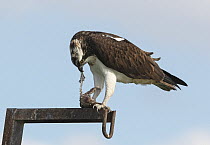 Osprey (Pandion haliaetus) female perched on a fishpond gantry, tearing off a piece of a fish held in its talons, K'Far Ruppin, Jordan valley, Israel, March.