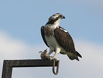 Osprey (Pandion haliaetus) female perched on a fishpond gantry with a fish in its talons, K'Far Ruppin, Jordan valley, Israel, March.