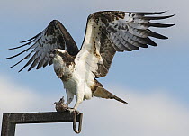Osprey (Pandion haliaetus) female landing on a fishpond gantry with a fish in its talons, K'Far Ruppin, Jordan valley, Israel, March.