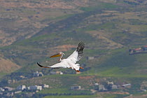 Great white pelican (Pelecanus onocrotalus) flying north on migration, Jordan Valley, Israel, March.