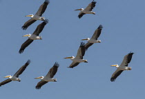 Great white pelican (Pelecanus onocrotalus) flock using thermals to fly north on migration, Jordan Valley, Israel, March.