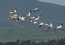 Great white pelicans (Pelecanus onocrotalus) in flock using thermals to fly north on migration, Jordan Valley, Israel, March.