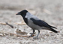 Hooded crow (Corvus corone cornix) searching for nesting material in field, K'Far Ruppin kibbutz, Jordan Valley, Israel, March.